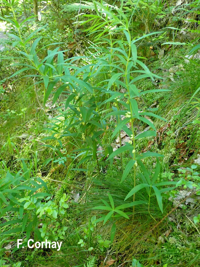 Polygonatum verticillatum